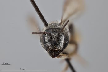 Media type: image;   Entomology 791056 Aspect: head frontal view